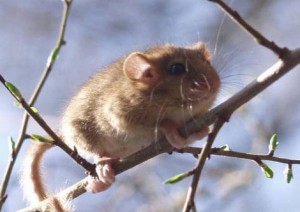 Hazel Dormouse